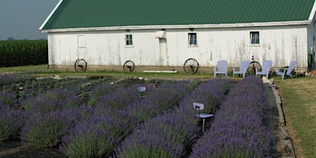 Goats and Lavender Field Trip primary image