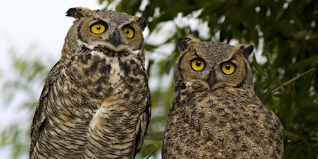 Owl Prowl tickets