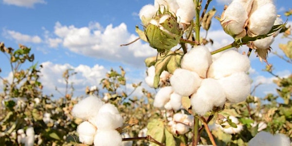 Cotton Production Update