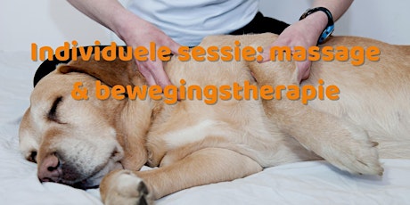 Massage en bewegingstherapie hond: individuele sessies