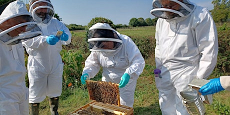 Budding Beekeeper! A beekeeping course by Wings & Radicles tickets