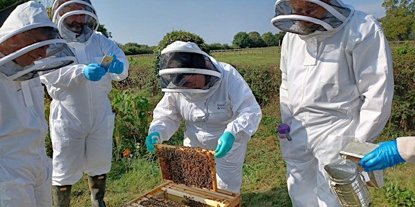 Budding Beekeeper! A beekeeping course by Wings & Radicles