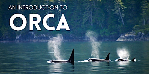 Primaire afbeelding van An introduction to the Orca