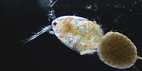 Short Course: Introduction to Plankton tickets
