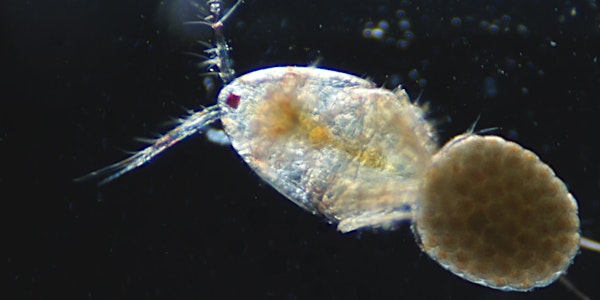 Short Course: Introduction to Plankton