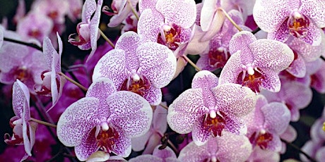 3-5-22  Orchid Care and Propagation for Beginners tickets