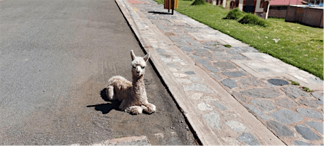 4 South American camelids