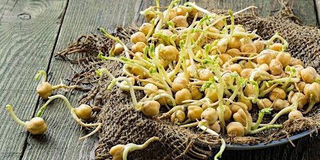 Use Sprouting & Fermented Foods to Heal Your Pet primary image