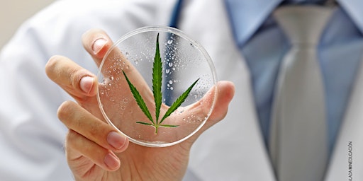 Diplomado de cannabis: Contexto legal, técnicas del cultivo,  bioquímica y