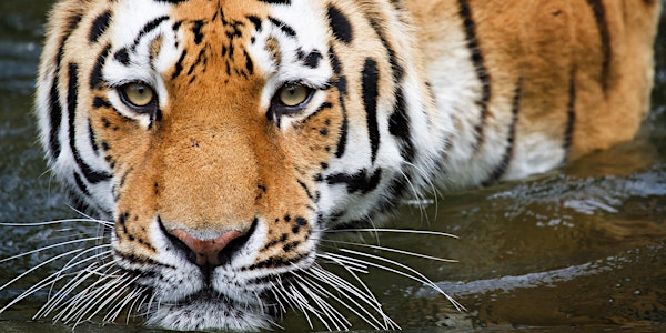 GET READY TO TAKE ADVANTAGE OF THE ENERGY OF 2022 - YEAR OF THE WATER TIGER