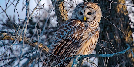 Owl Prowl with Outreach For Earth Stewardship tickets
