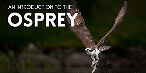 Imagem principal de An Introduction to the Osprey