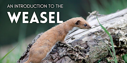 Imagem principal do evento An introduction to the Weasel (Mustela nivalis)