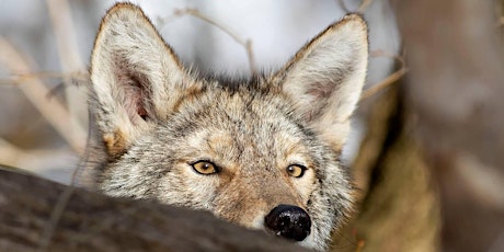 Canid Connections: Urban Coyotes in Canada, featuring Dr. Lauren Van Patter tickets