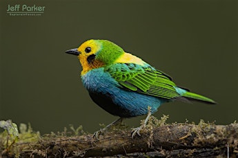 Colombia Birds ~ Photo Tour 2023 tickets