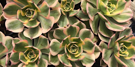 Imagen principal de Coachwood Nursery Succulent Workshop