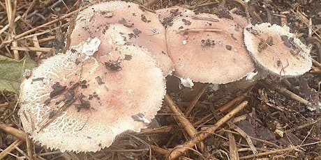 Mushroom Cultivation and Fungal Restoration Workshop tickets