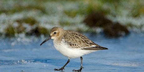 Winter Bird Identification Course