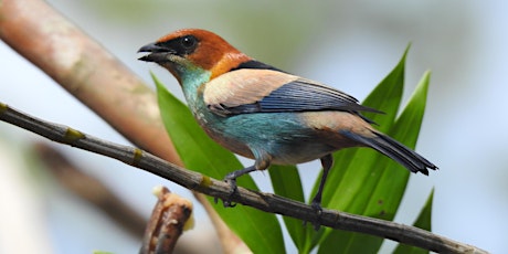 Birding the Atlantic Forest of Southeastern Brazil tickets