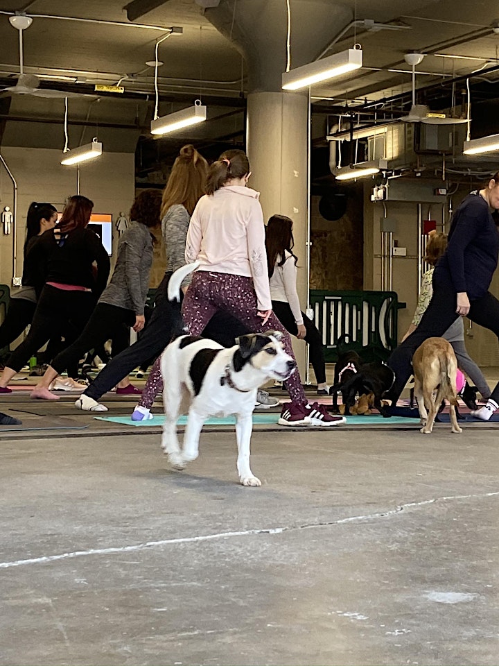 Puppy Yoga at the Market image
