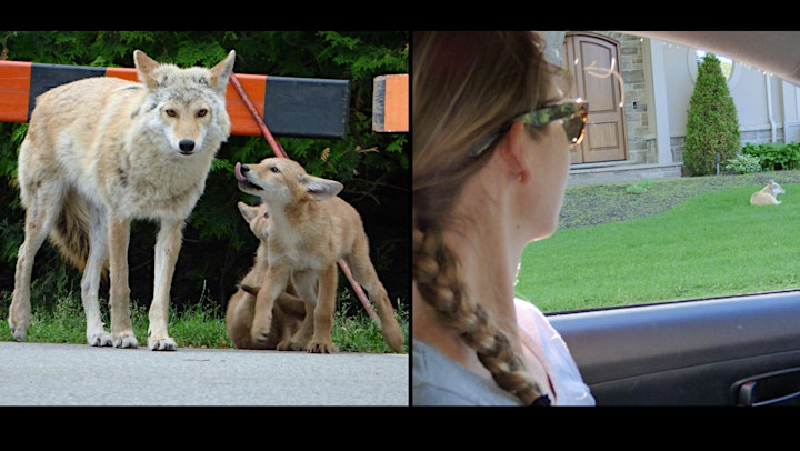 Canid Connections: Urban Coyotes in Canada, featuring Dr. Lauren Van Patter image