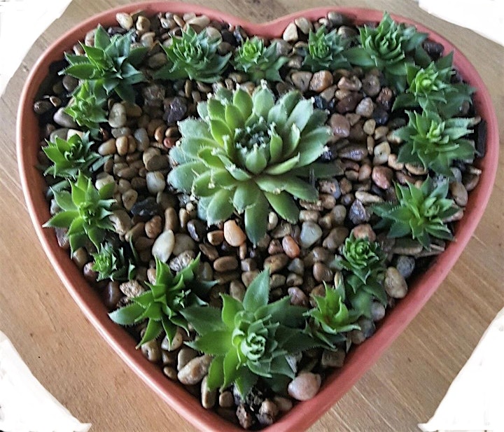 
		Succulent and Chocolate Valentines Gift Class image
