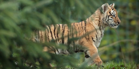 Amur Tigers at Dublin Zoo (6-8 Years) primary image
