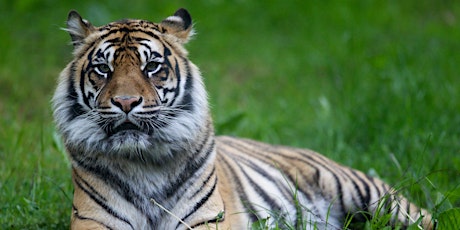 Amur Tigers at Dublin Zoo (9-12 Years) tickets