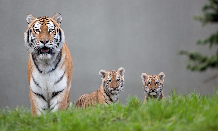 Amur Tigers at Dublin Zoo (9-12 Years) image