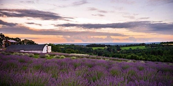 Lavender Farm Tour 2022