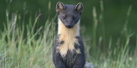 Bringing pine martens back to the Westcountry - benefits and challenges tickets