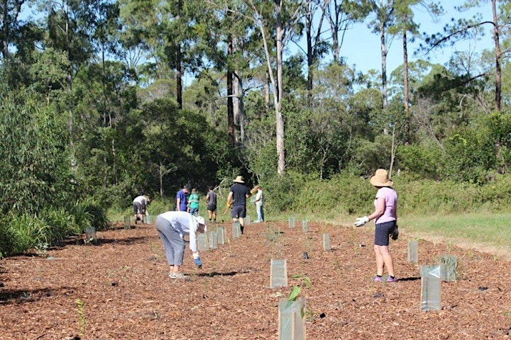 Replant koala food trees for Koala Action Inc image