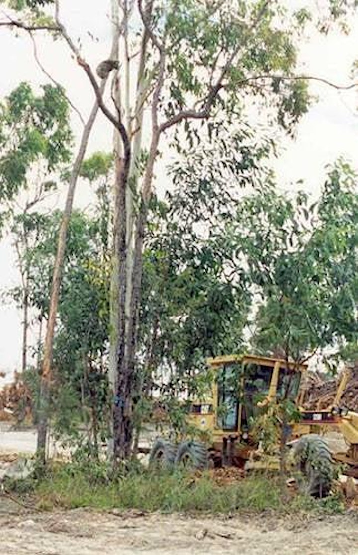 Replant koala food trees for Koala Action Inc image