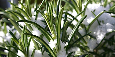 Winter herbal remedies tickets