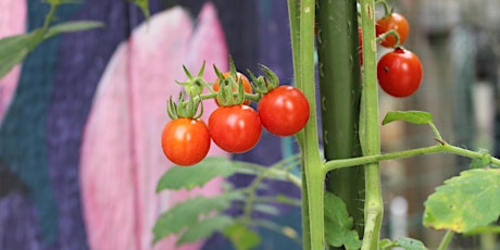 Vegetable Gardening in Small Spaces - Arboretum Adult Education tickets