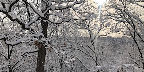 Winter Tree Identification Workshop in Van Cortlandt Park: Now Virtual tickets