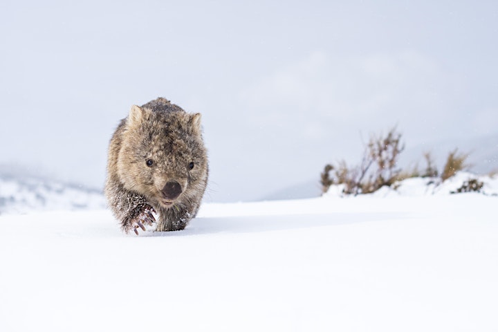 
		Photographing Wildlife with Wide-Angle Lenses | Charles Davis image
