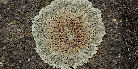 Lichens Walk in Greenwich Park and Blackheath tickets
