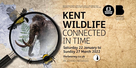 Kent Wildlife - Connected in Time - Accessible Sessions