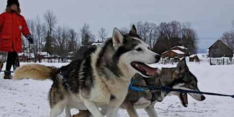 Great Ice! Sled Dog Rides tickets