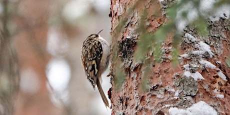 Winter Birding-by-Ear at the Aldo Leopold Nature Center tickets