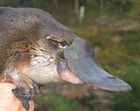Platypus Conservation & Monitoring tickets