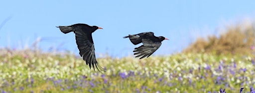 Collection image for Chough Chats