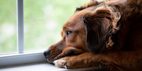 Help, I'm Home Alone... How to help your dog feel comfortable home alone tickets