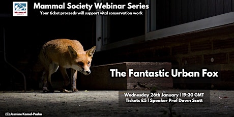 The Fantastic Urban Fox- A Mammal Society Webinar tickets