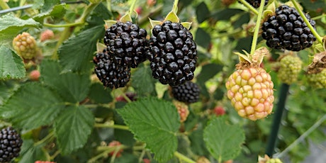 Annual NC Commercial Blackberry and Raspberry Growers Association Meeting tickets