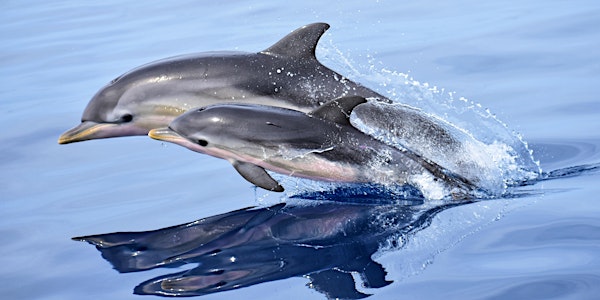 Jonian Dolphin Conservation Expeditions Settembre