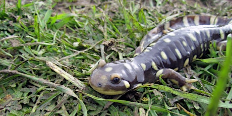 California Tiger Salamander Terrestrial Ecology Workshop tickets