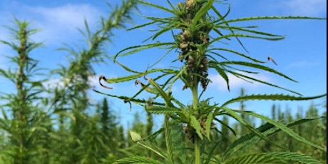 Hemp World : find out what CBD actually is tickets