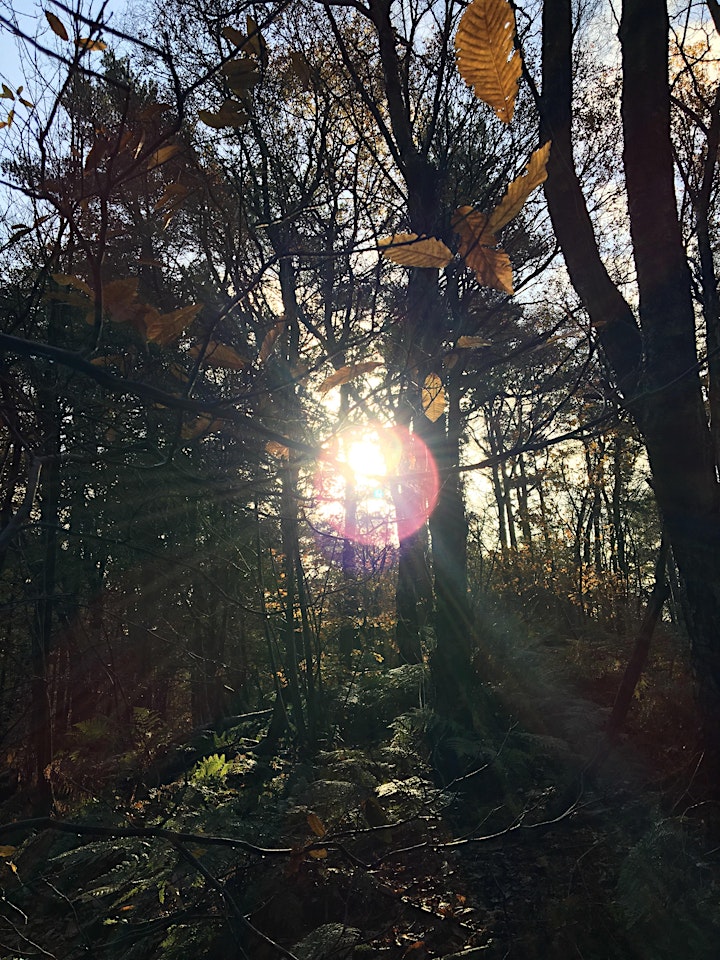 Guided Forest-Bathing Winter Walk image